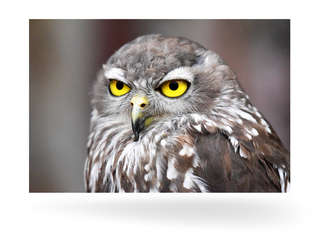 Fremantle, Australien