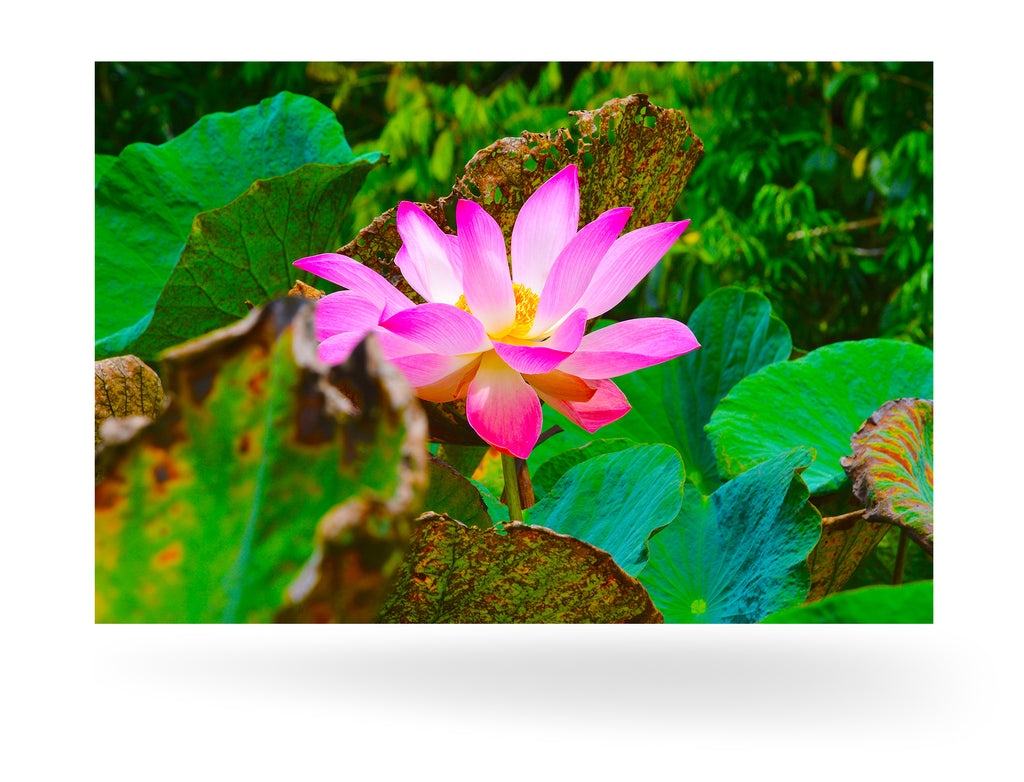 Papeete, Französisch-Polynesien