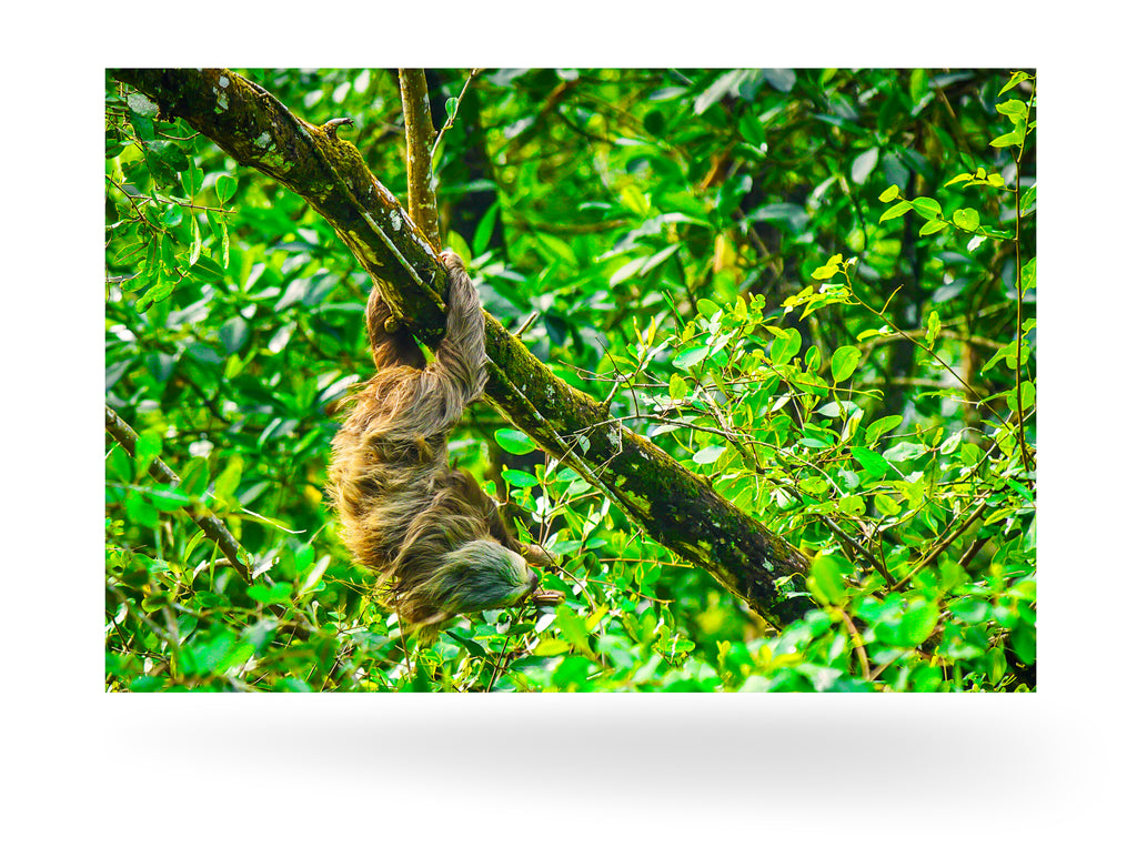 Puerto Limón, Costa Rica