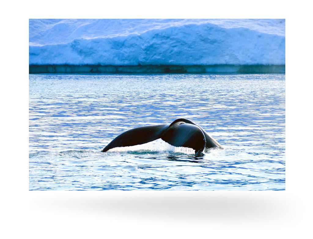 Ilulissat, Grönland