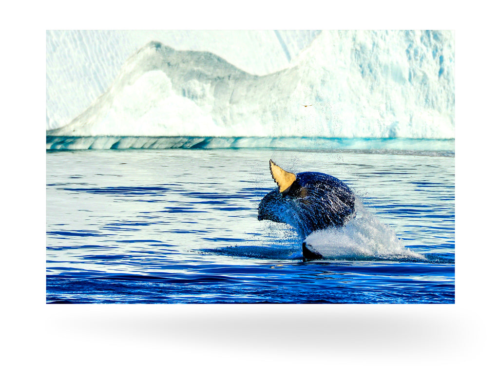 Ilulissat, Grönland