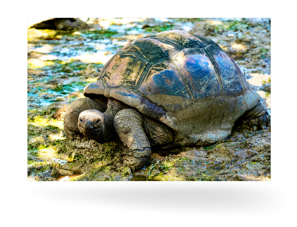 La Digue, Seychellen