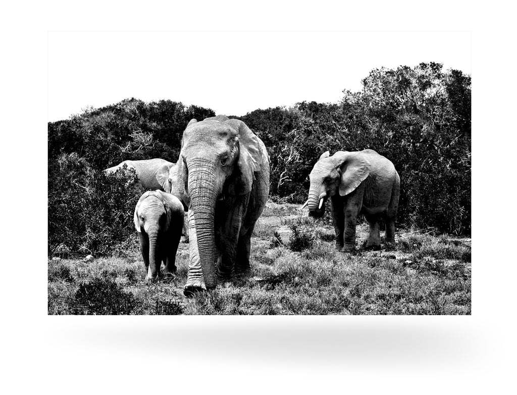 Port Elizabeth, Südafrika