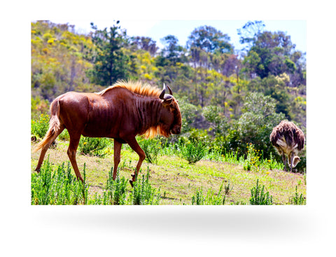 Mossel Bay, Südafrika