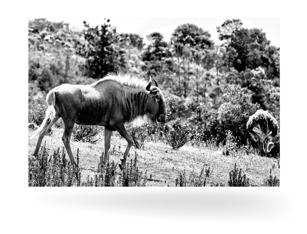 Mossel Bay, Südafrika