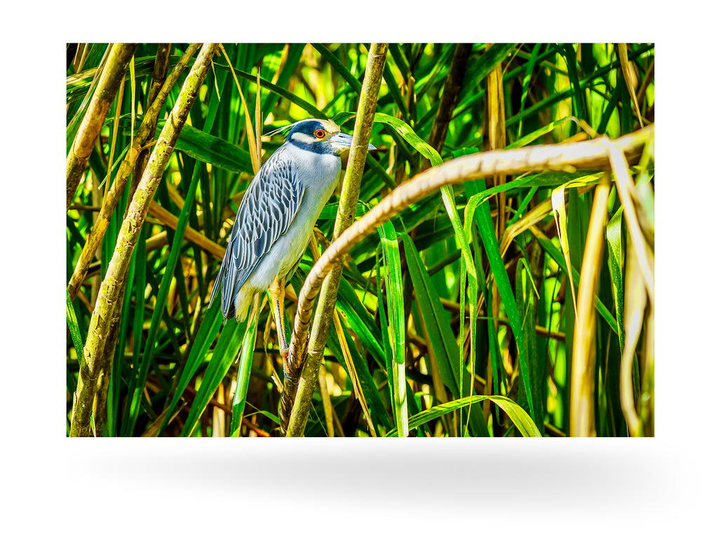 Puerto Limón, Costa Rica