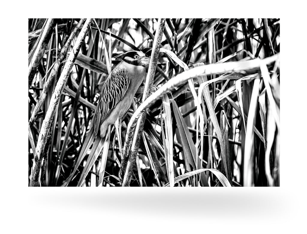 Puerto Limón, Costa Rica