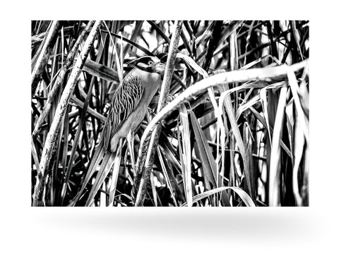 Puerto Limón, Costa Rica