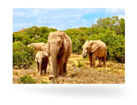 Port Elizabeth, Südafrika