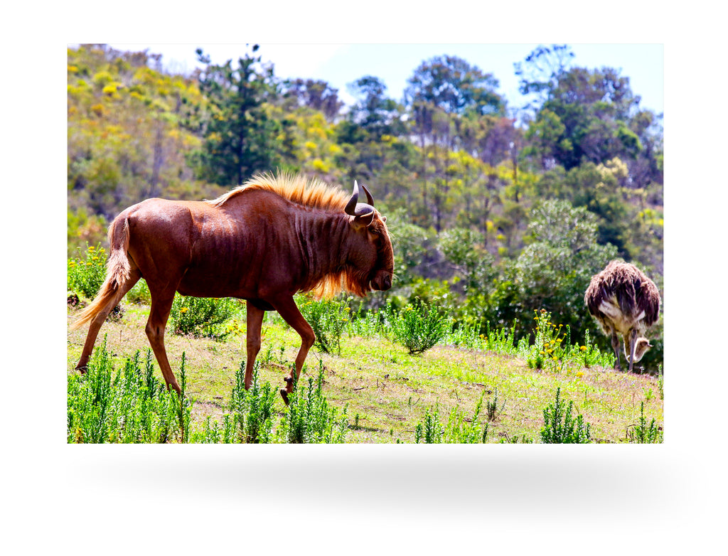 Mossel Bay, Südafrika