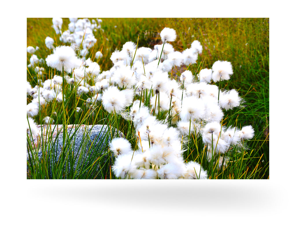 Qeqertarsuaq, Grönland