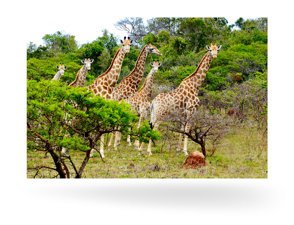 East London, Südafrika