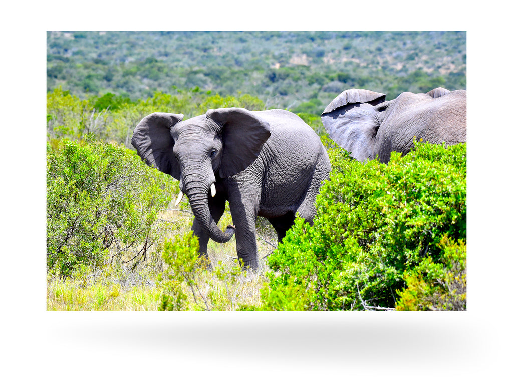 Port Elizabeth, Südafrika