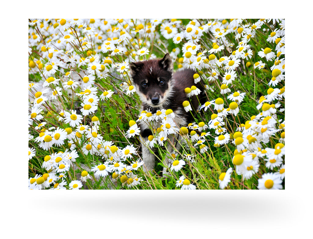 Uummannaq, Grönland