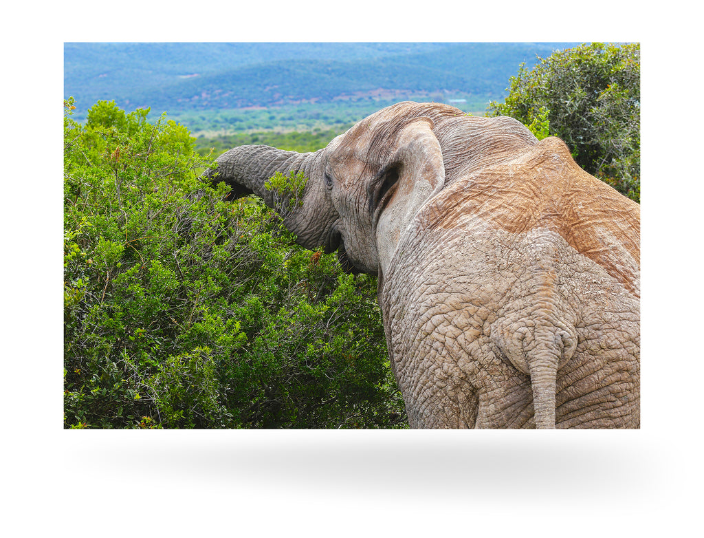 Port Elizabeth, Südafrika