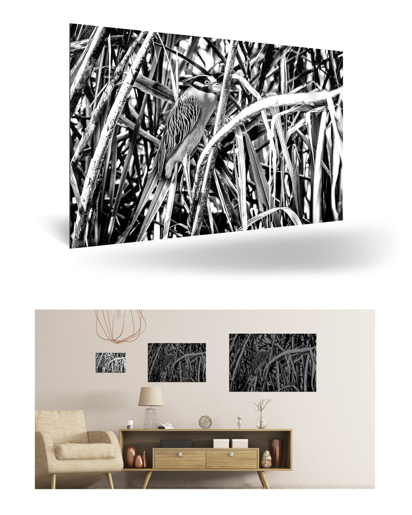 Puerto Limón, Costa Rica