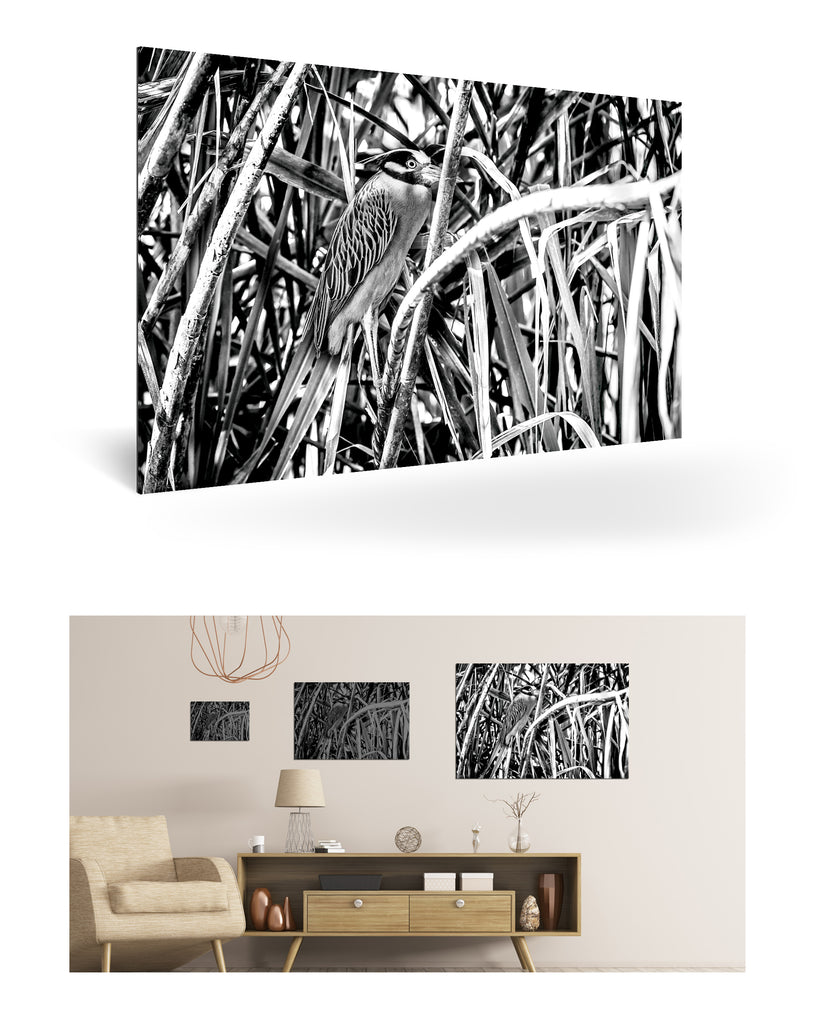 Puerto Limón, Costa Rica