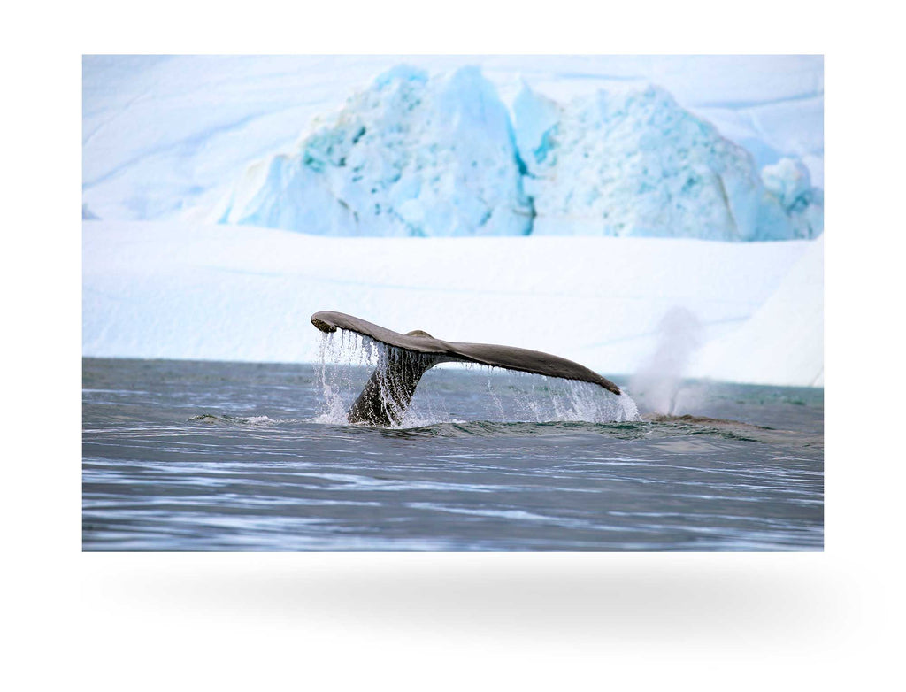 Ilulissat, Grönland