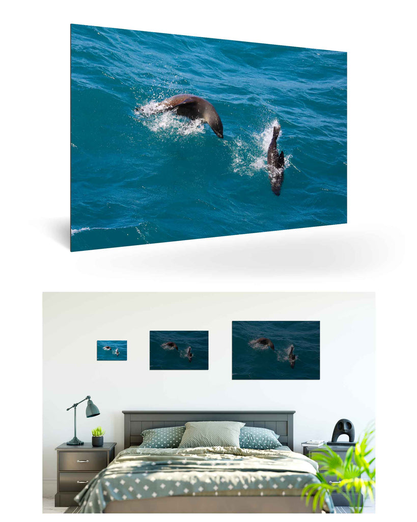 West Point Island, Falklandinseln