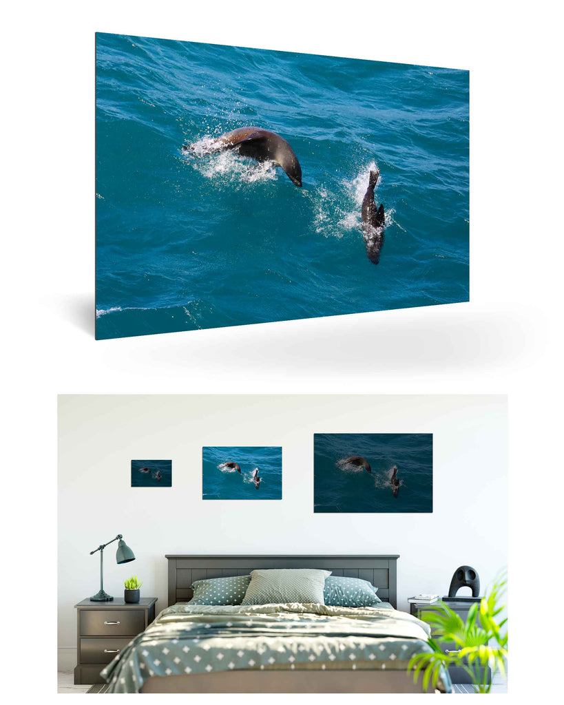 West Point Island, Falklandinseln