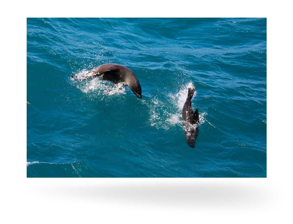West Point Island, Falklandinseln